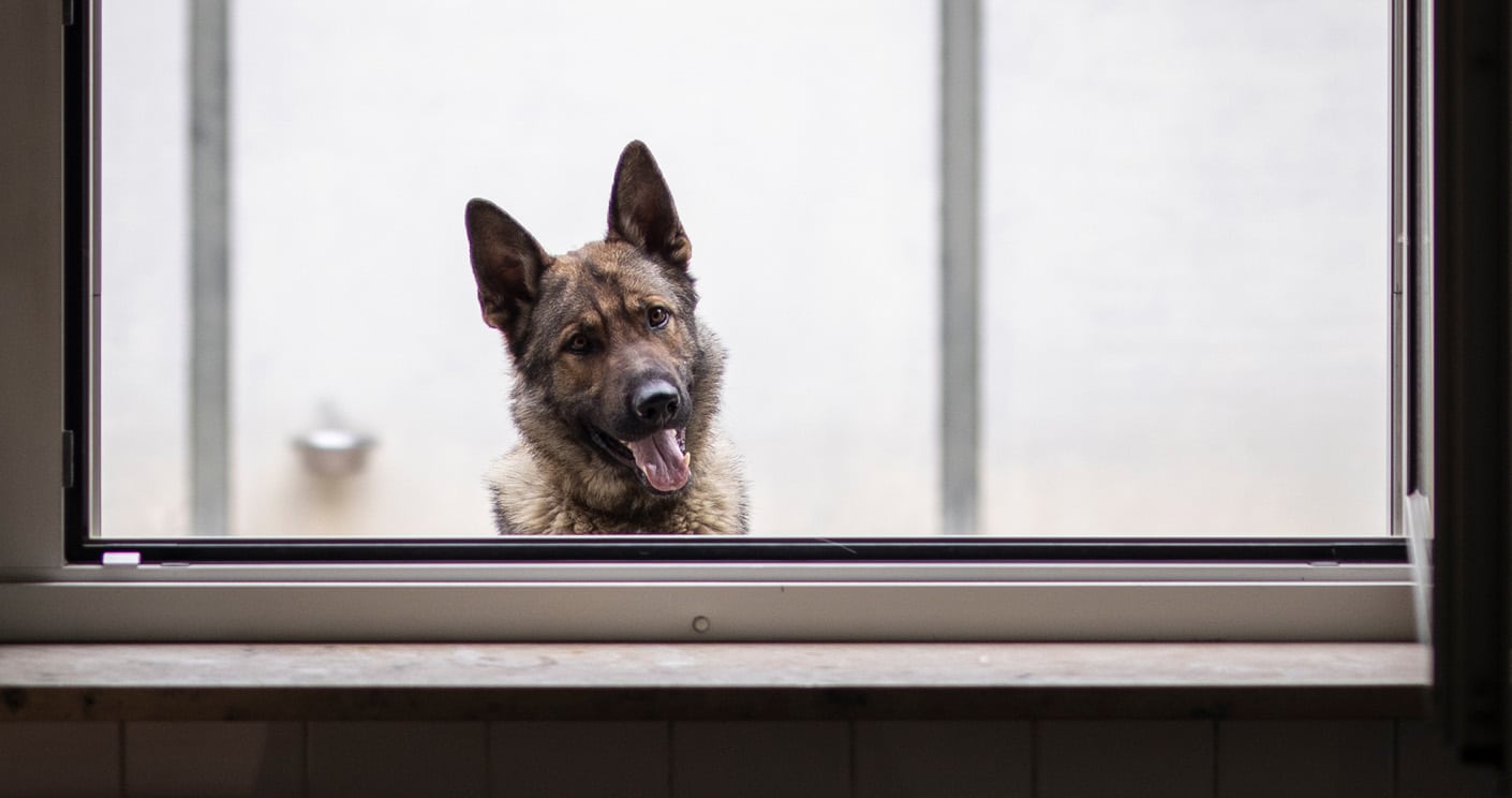 Hunde-Content läuft auch beim BND gut. Wachhund „Agent“ sorgte für hohe Klickzahlen. © BND/Florian Gaertner/Photothek