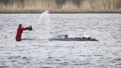 Helferin gießt Wasser über einen gestrandeten Buckelwal im Flachwasser bei Wismar.