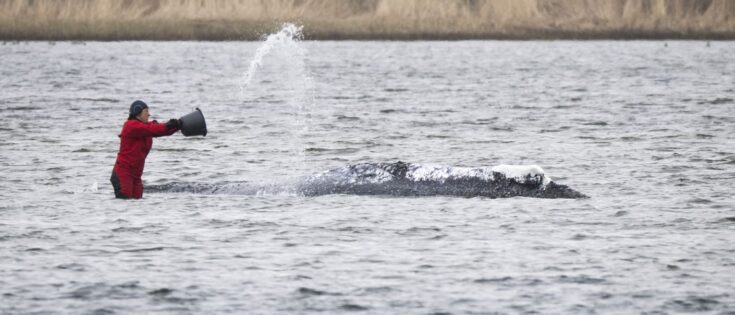 Helferin gießt Wasser über einen gestrandeten Buckelwal im Flachwasser bei Wismar.