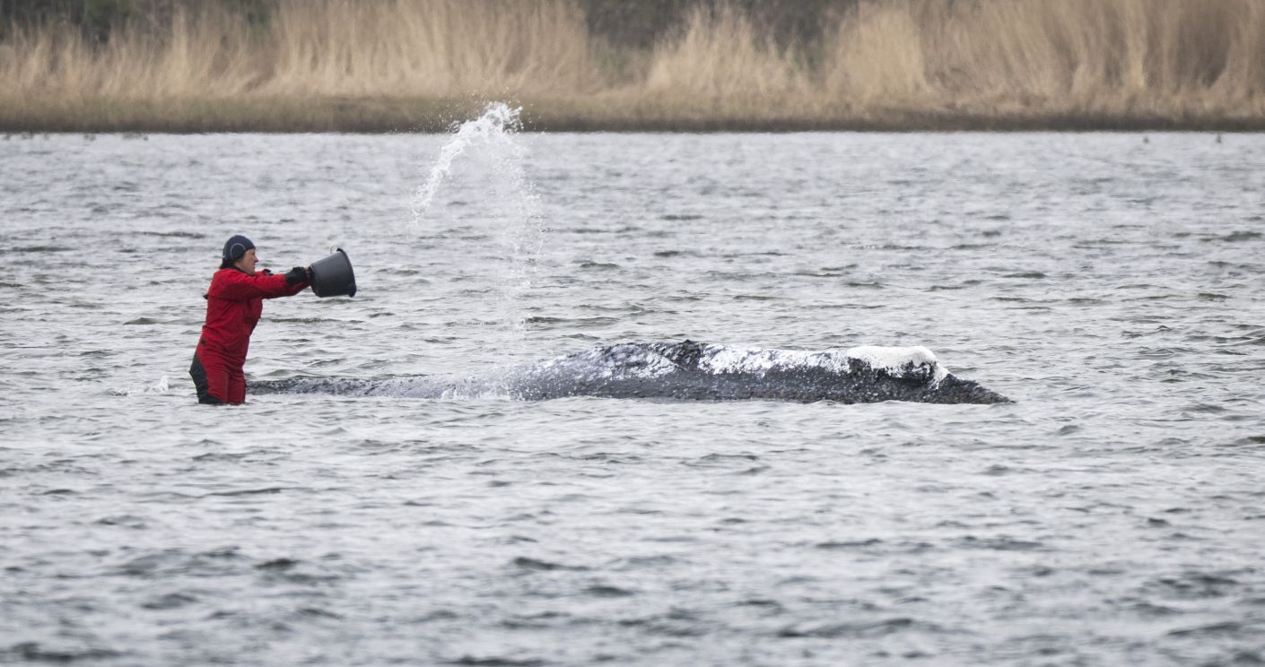 Seit Wochen liegt ein Buckelwal in der Ostsee. Die Hoffnung auf ein Happy End bewegt die Menschen. © picture alliance/dpa/Philip Dulian